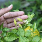 Merawat Cabe