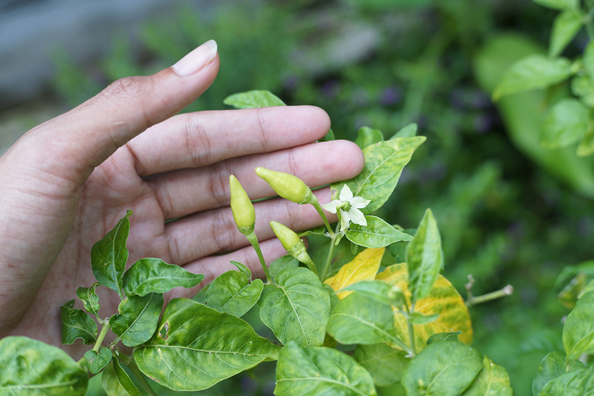 Merawat Cabe
