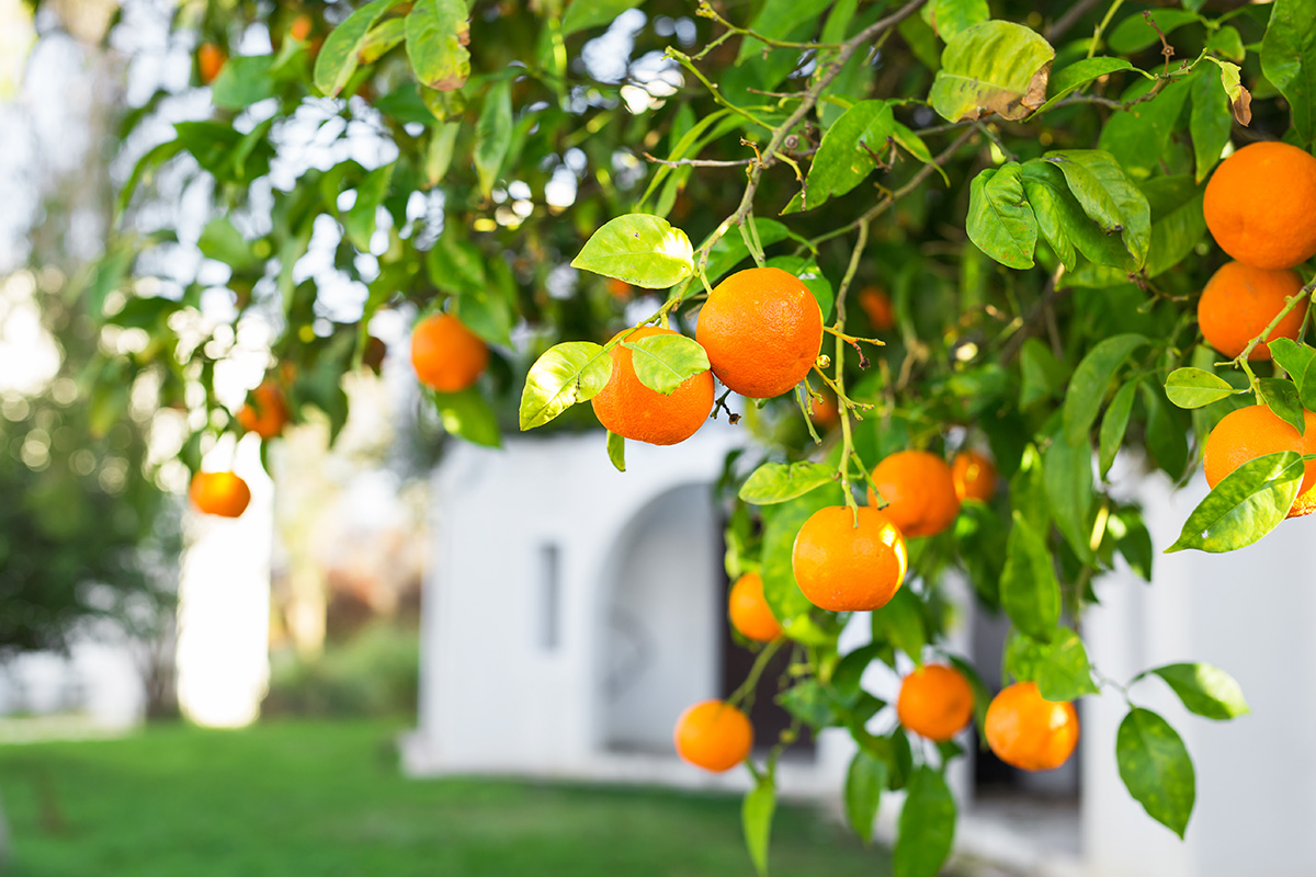 Pohon Buah di Rumah