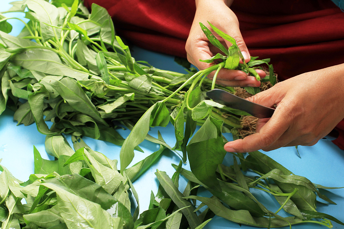 Manfaat Kangkung