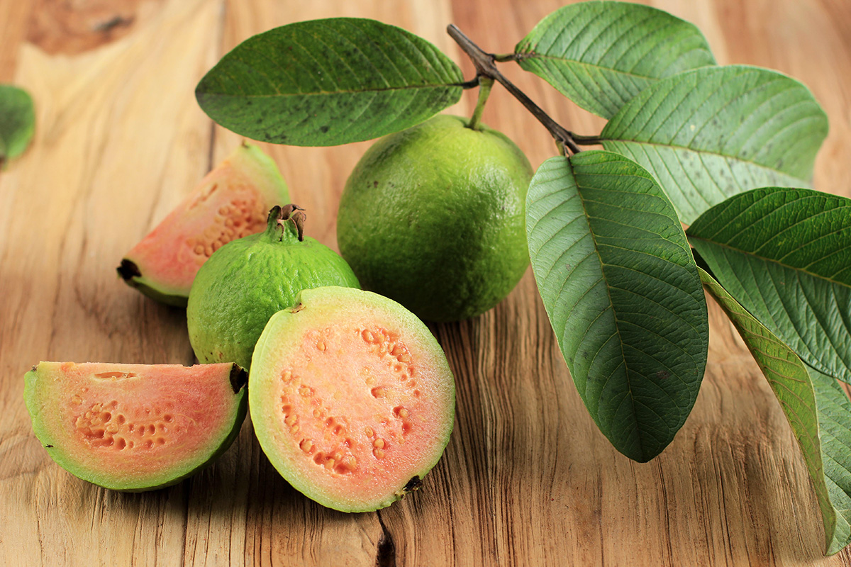 Daun Jambu Biji untuk Wajah