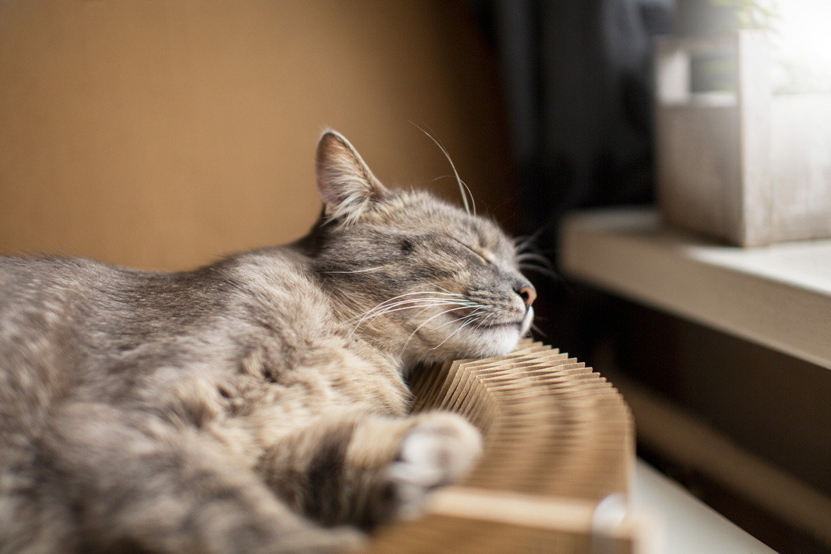 Ciri Kucing Sakit