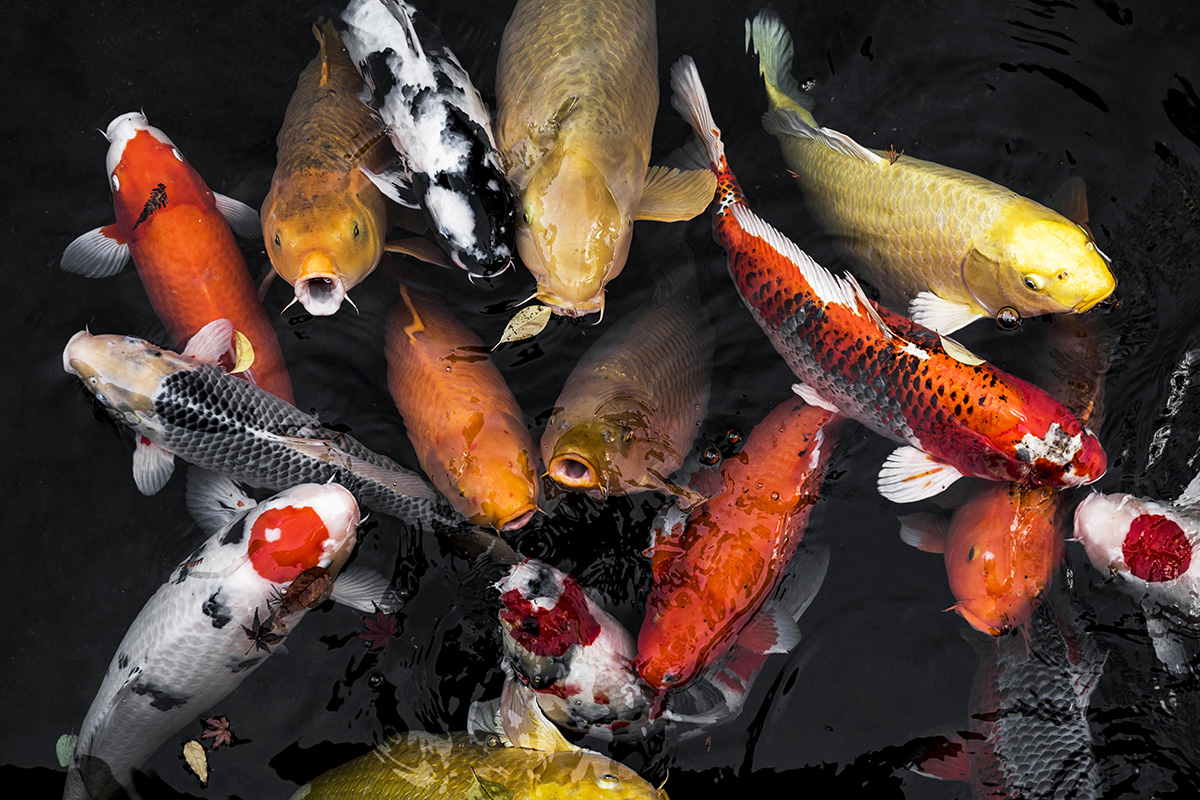 Ikan Hias Keberuntungan