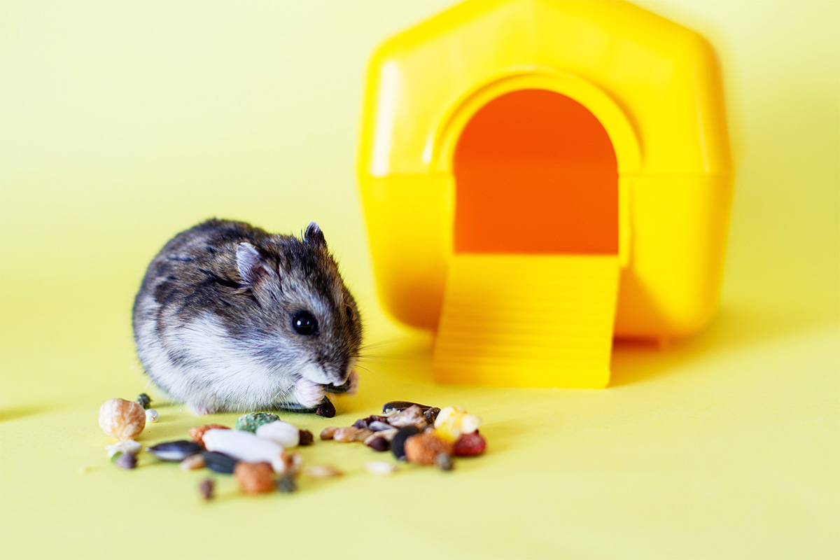 Makanan Hamster