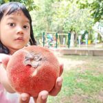 Manfaat Buah Mentega