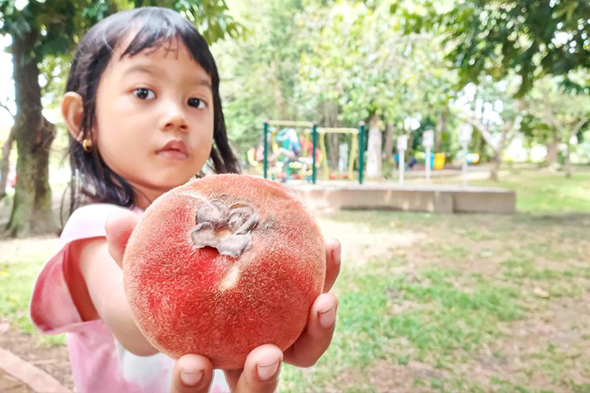 Manfaat Buah Mentega