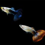 Makanan Ikan Guppy