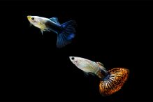 Makanan Ikan Guppy