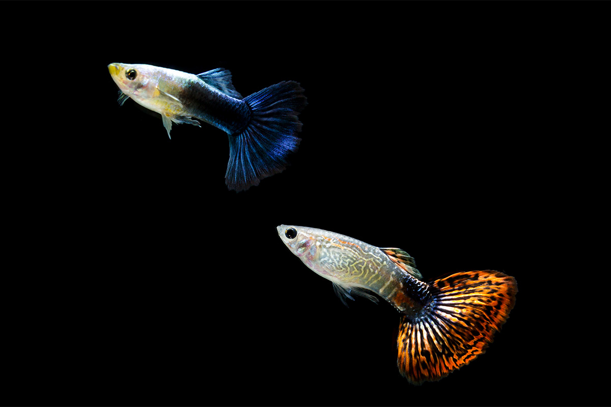 Makanan Ikan Guppy