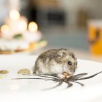 Penyakit dari Tikus