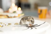 Penyakit dari Tikus