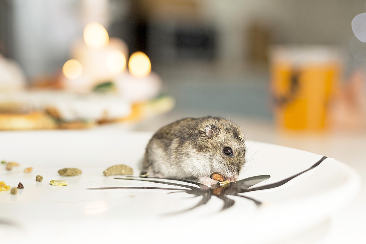 Penyakit dari Tikus