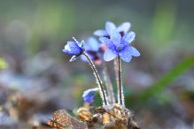 Bunga Warna Biru