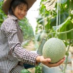 Melon di Polybag