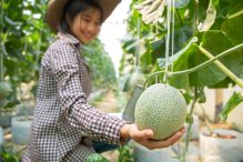 Melon di Polybag