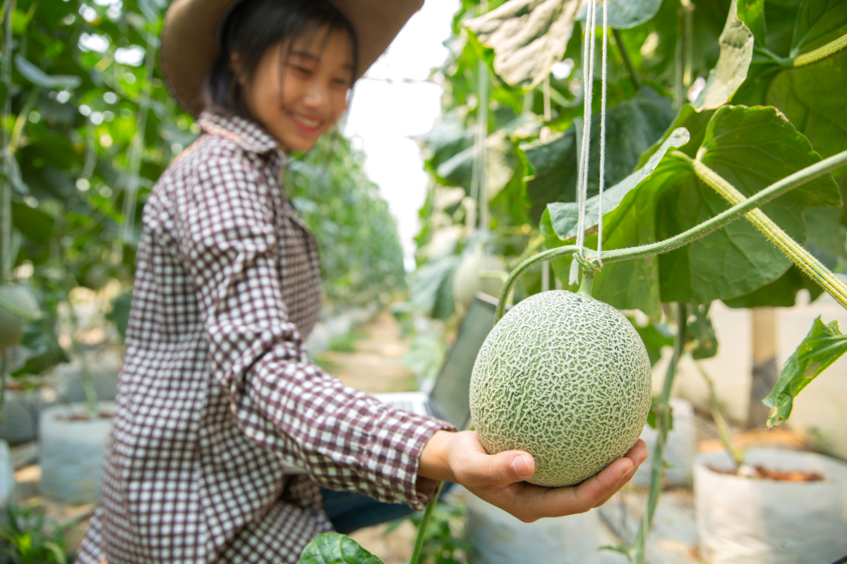 Melon di Polybag