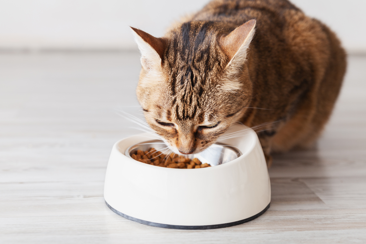 Rekomendasi makanan kucing