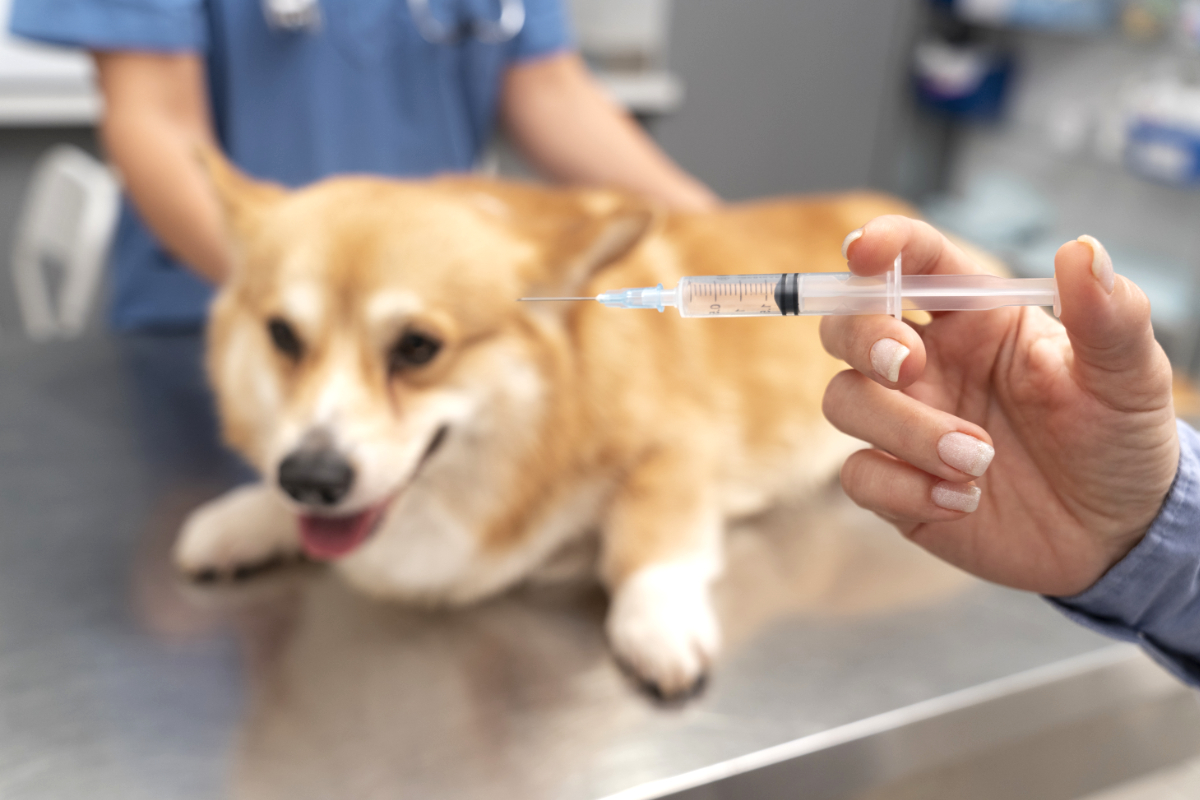 Vaksin Anjing