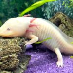 Axolotl hewan peliharaan unik